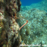 Bearded Fire Worm - Image