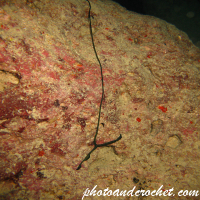 Bonellia viridis - Image