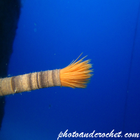 Peacock worm - Image