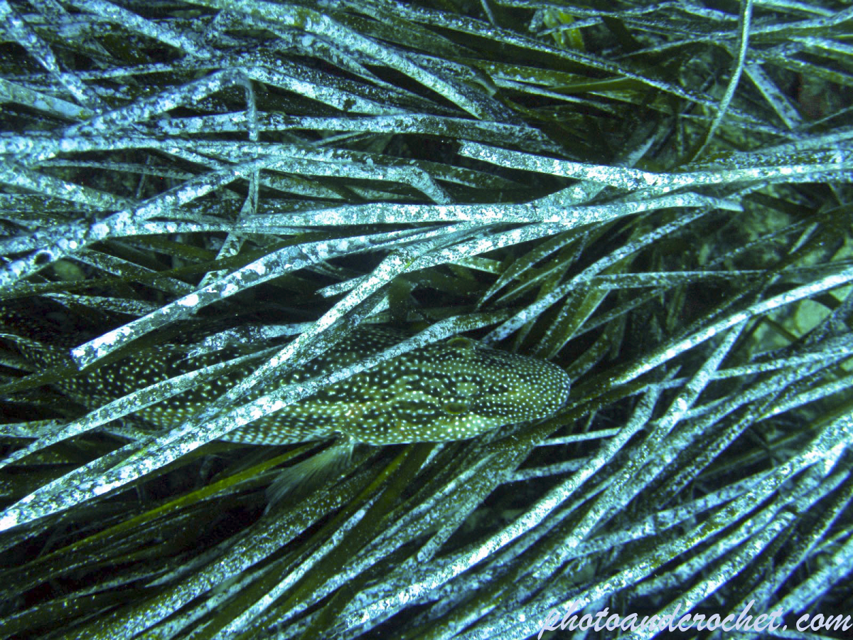 Peacock Wrasse - Image