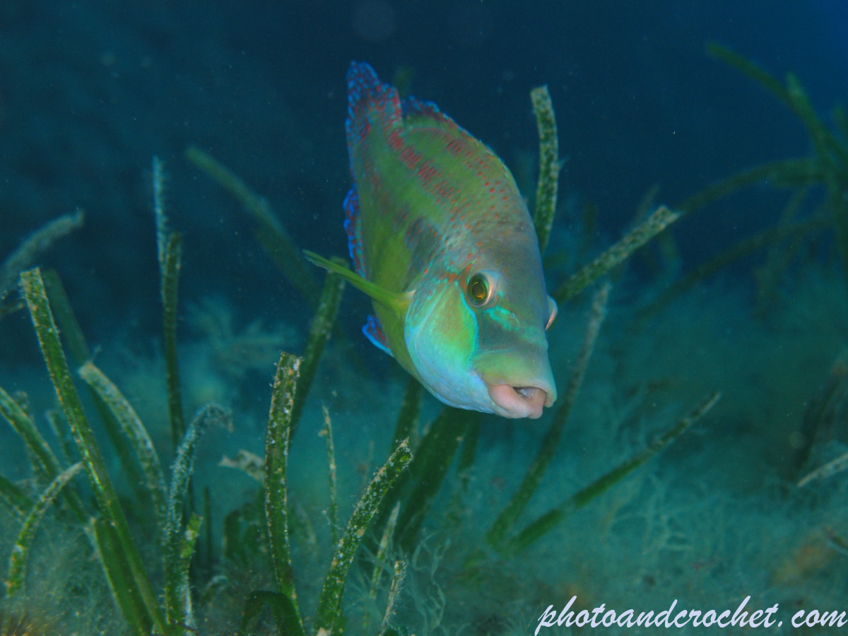 Cuckoo Wrasse - Image