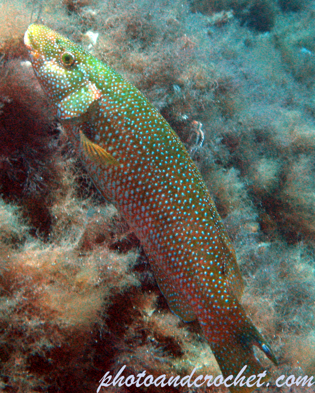 Peacock Wrasse - Image