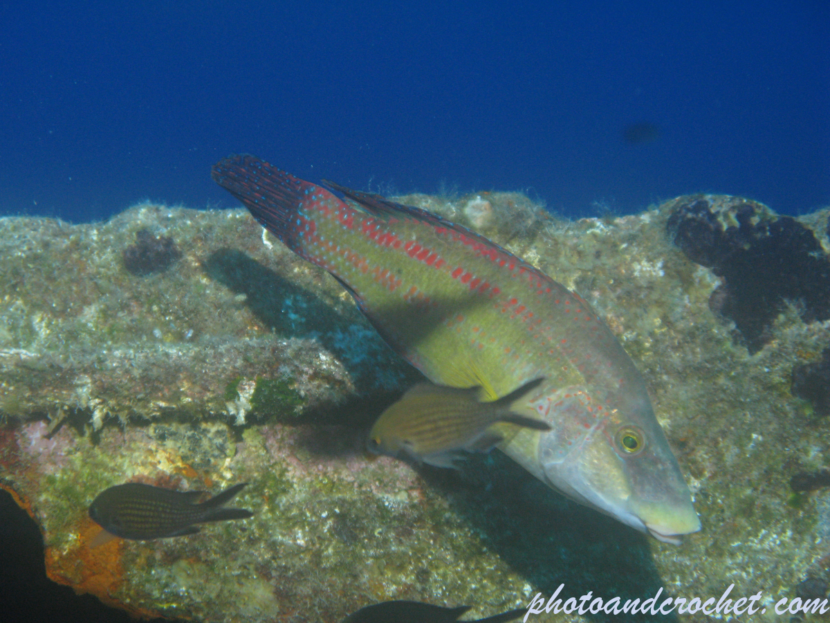 Cuckoo Wrasse - Image