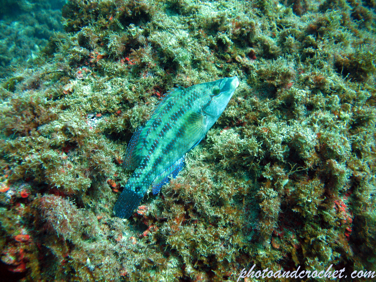 Cuckoo Wrasse - Image