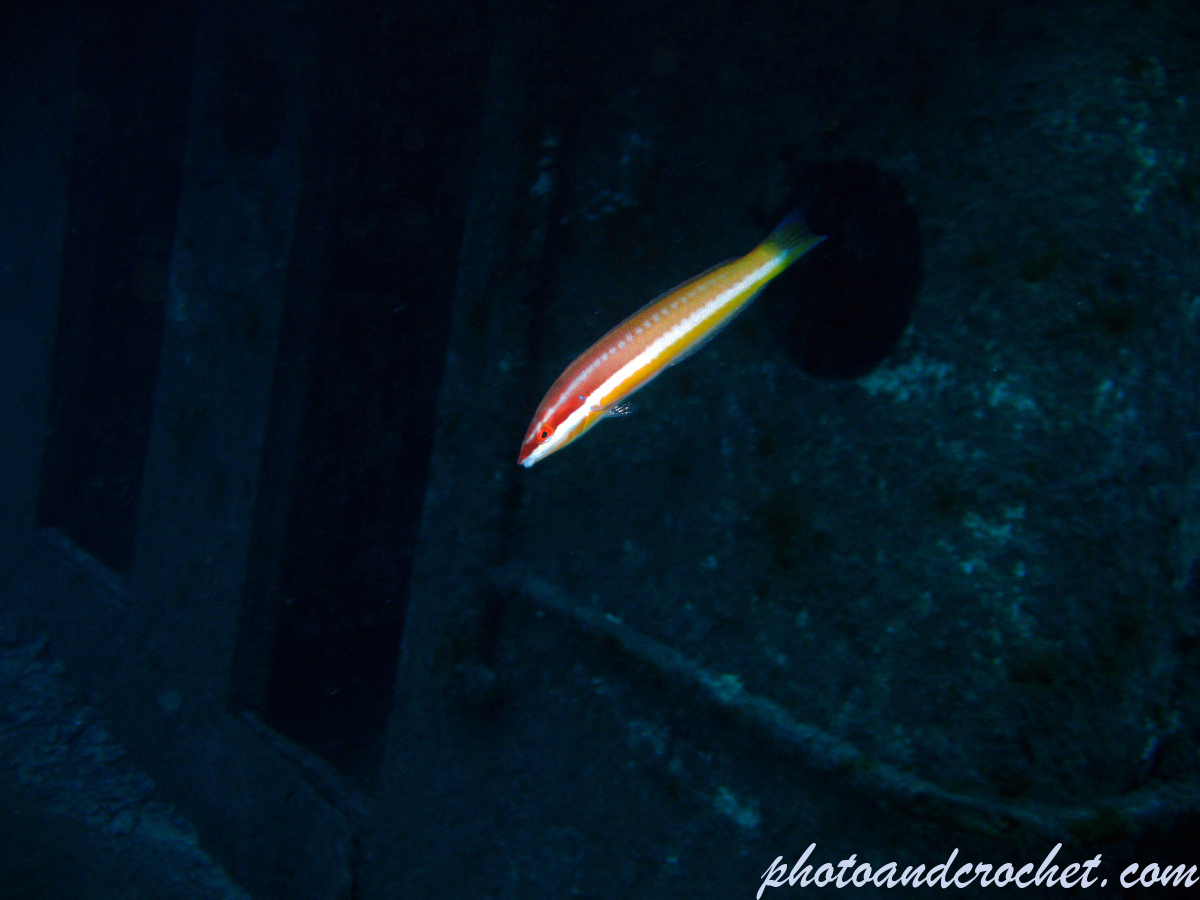 Rainbow Wrasse - Image