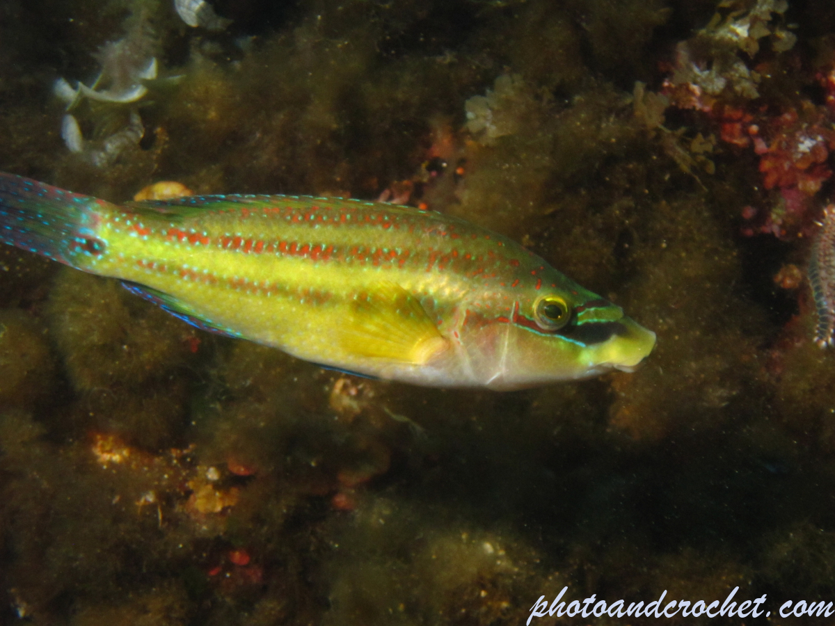 Cuckoo Wrasse - Image