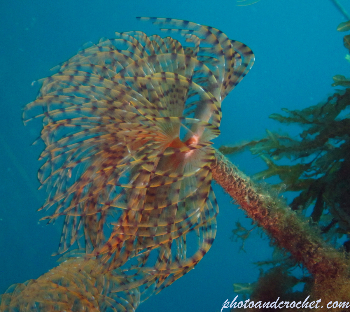 Peacock worm - Image
