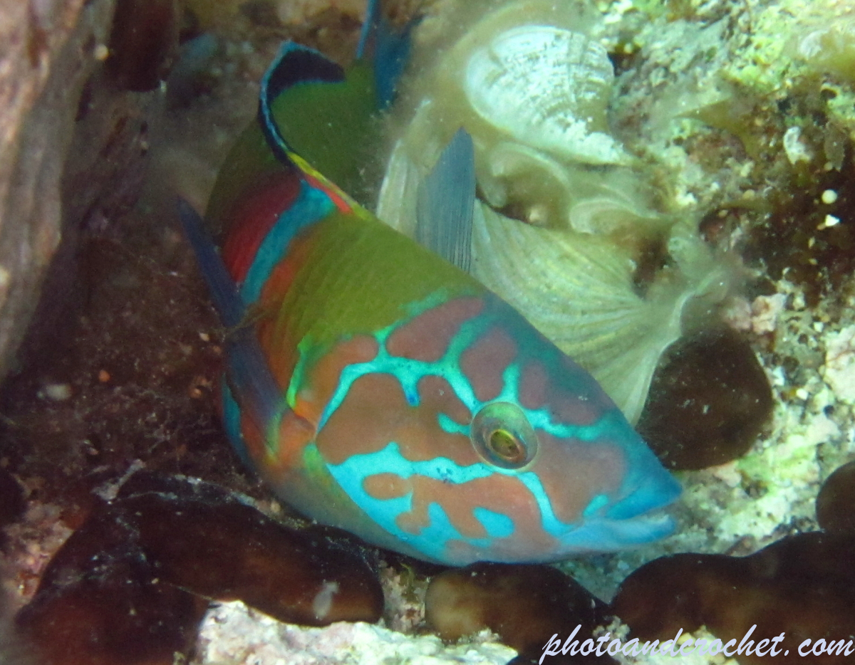 Ornate wrasse - lmage