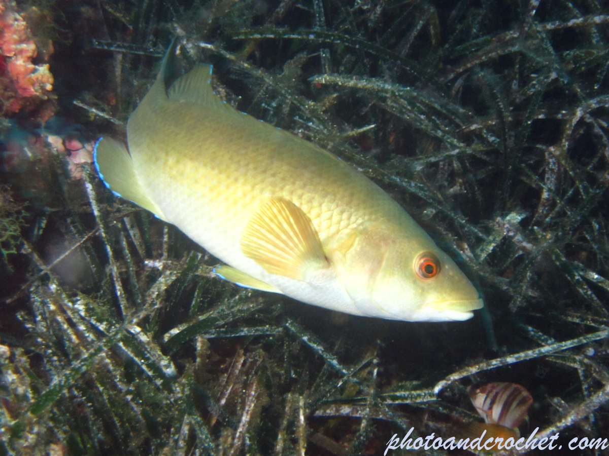 Green wrasse - Image