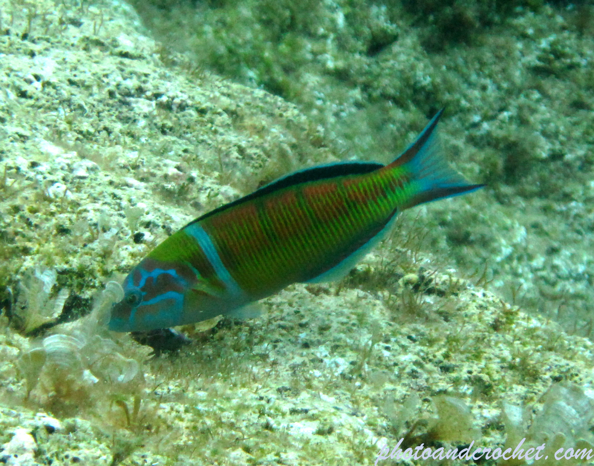 Ornate wrasse - Image