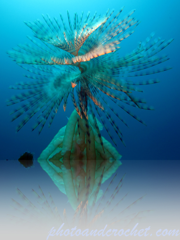 Tree of Life - Image