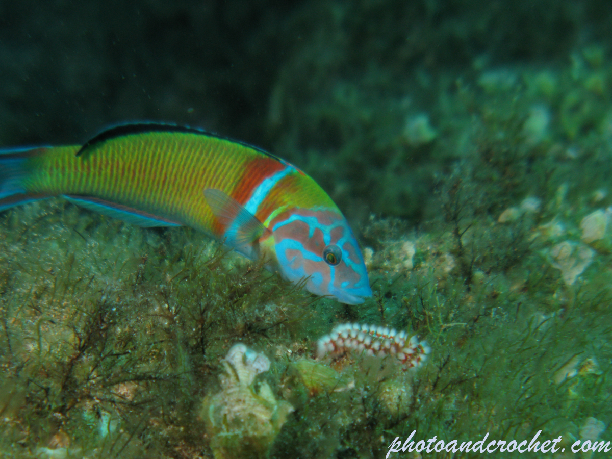 Ornate wrasse - Image