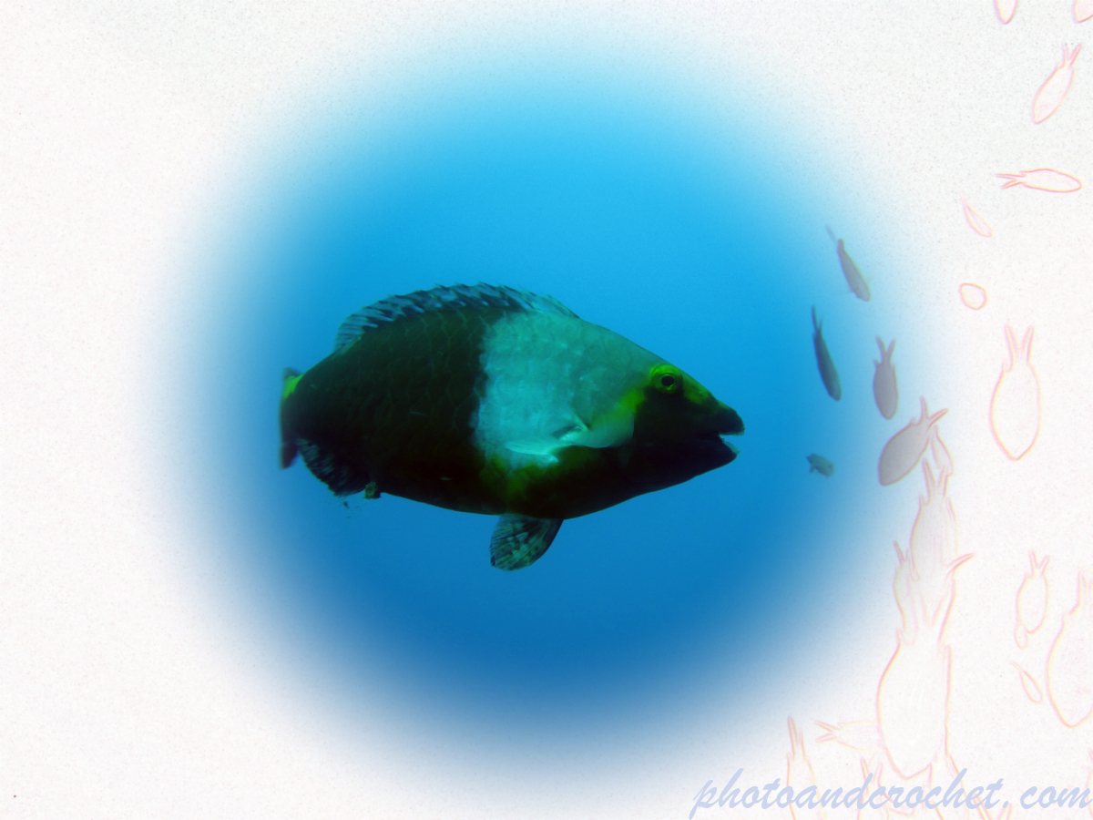 Parrot in the blue - Image