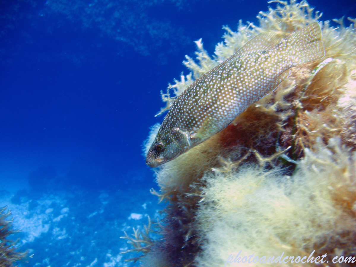 Peacock Wrasse - Image