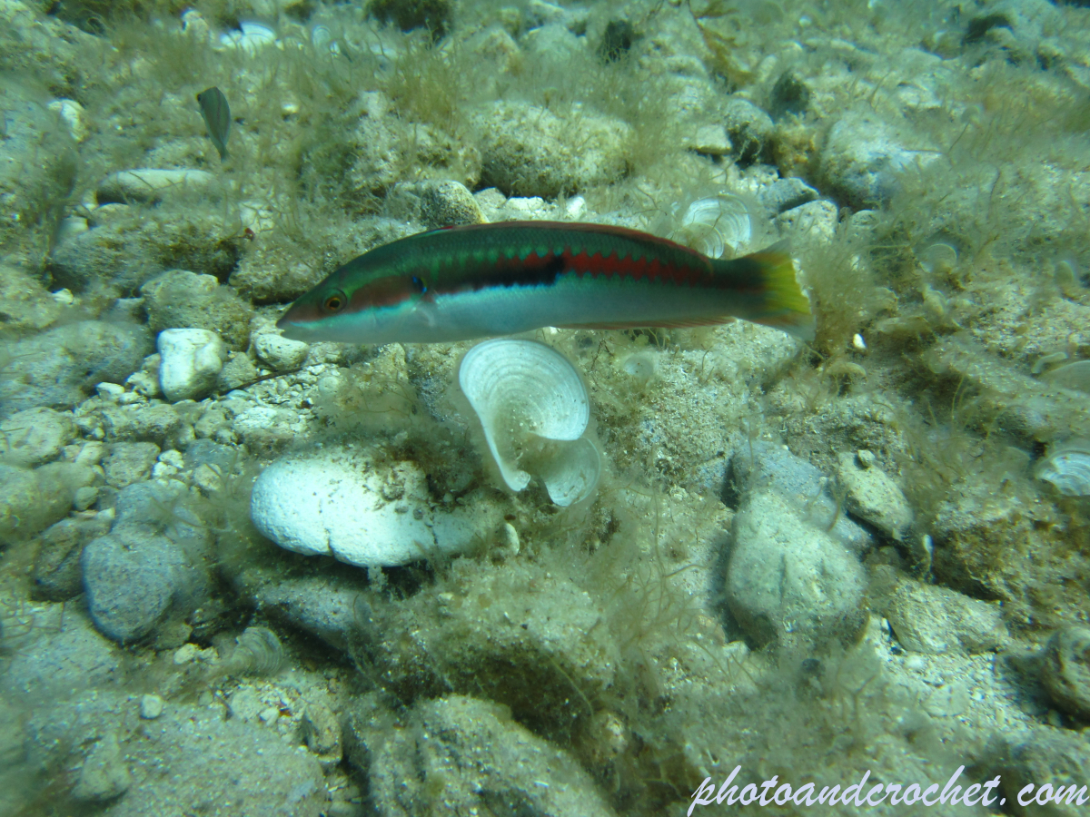 Rainbow Wrasse - Image