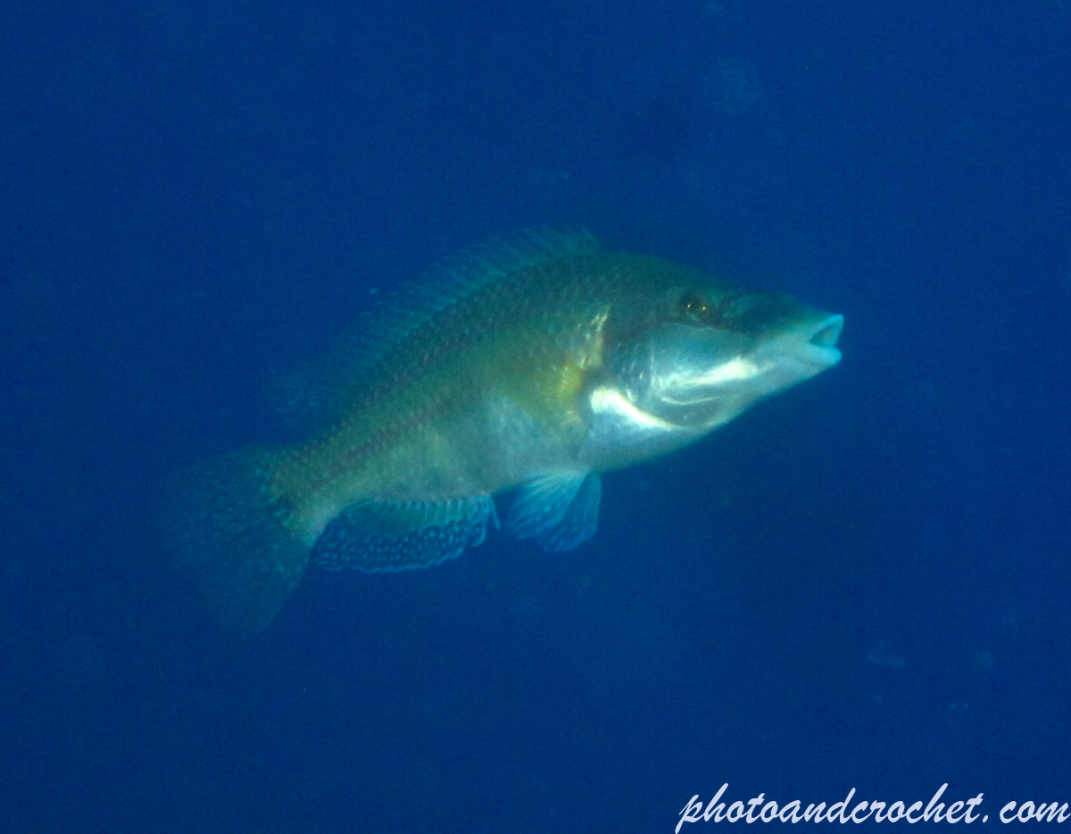 Cuckoo Wrasse - Image