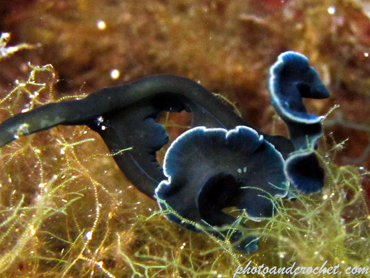 Bonellia viridis - Image