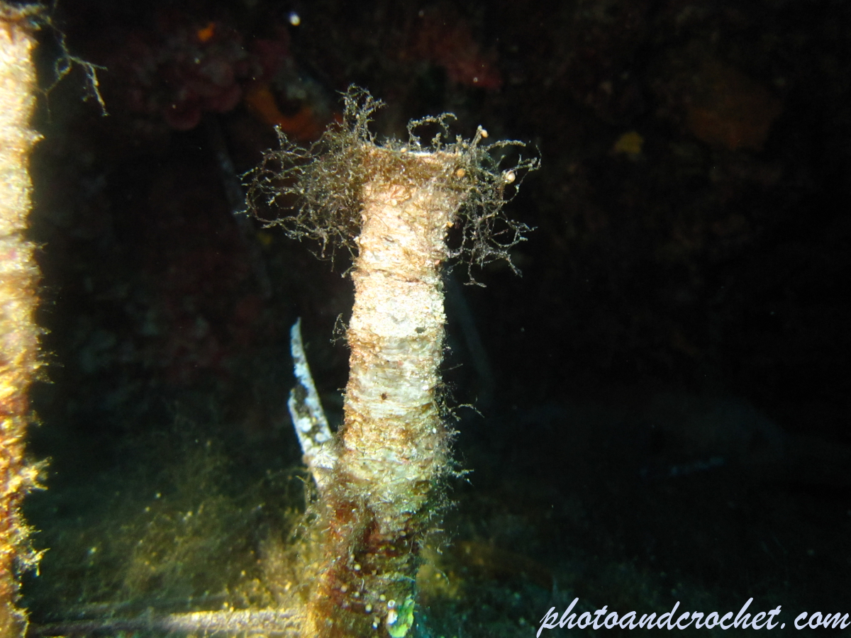 Peacock worm - Image