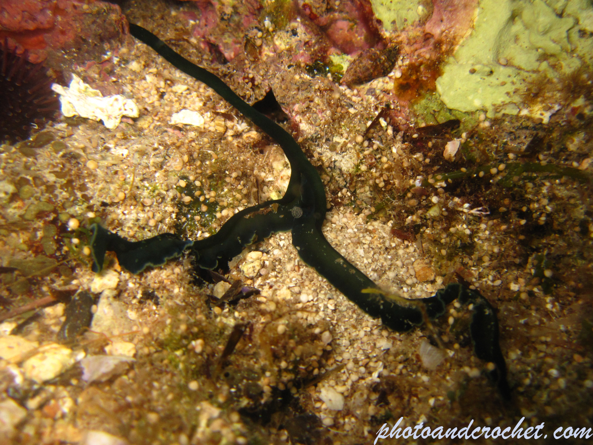 Bonellia viridis - Image