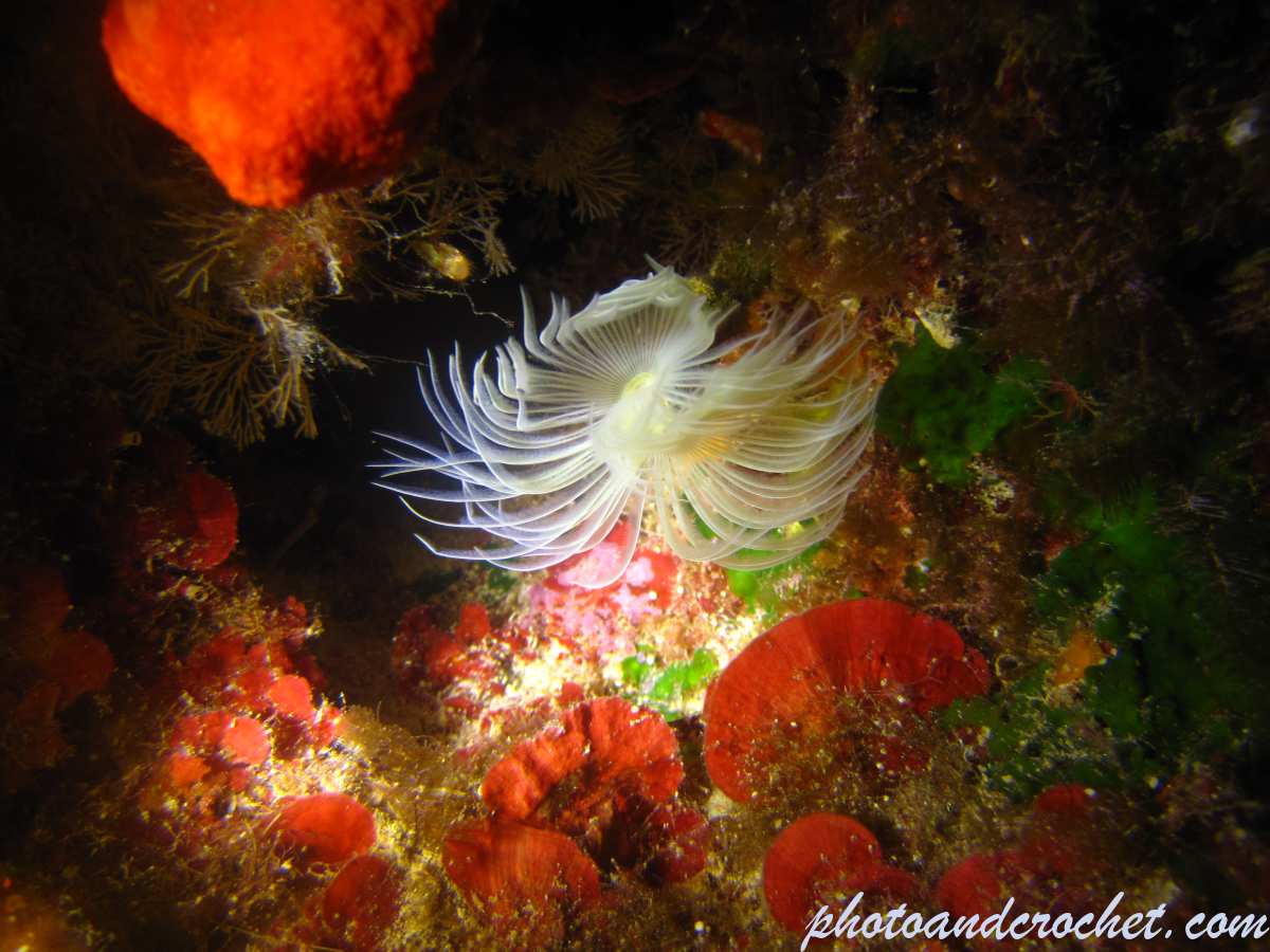 White-tufted worm - Image