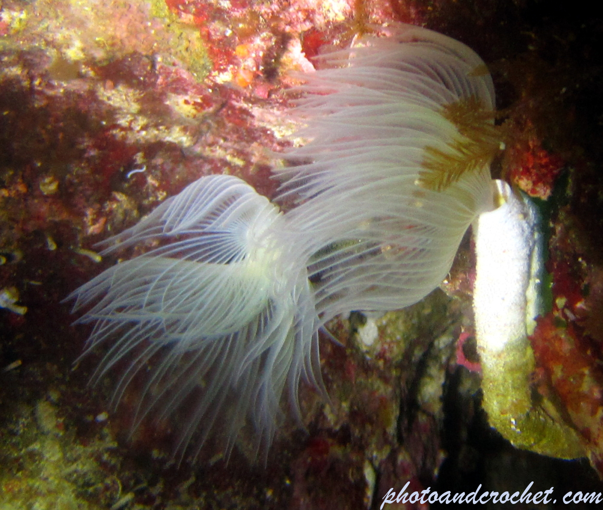 White-tufted worm - Image