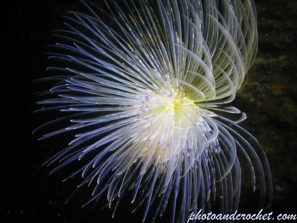 Peacock worm - Image