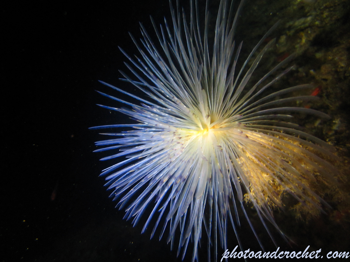 Peacock worm - Image