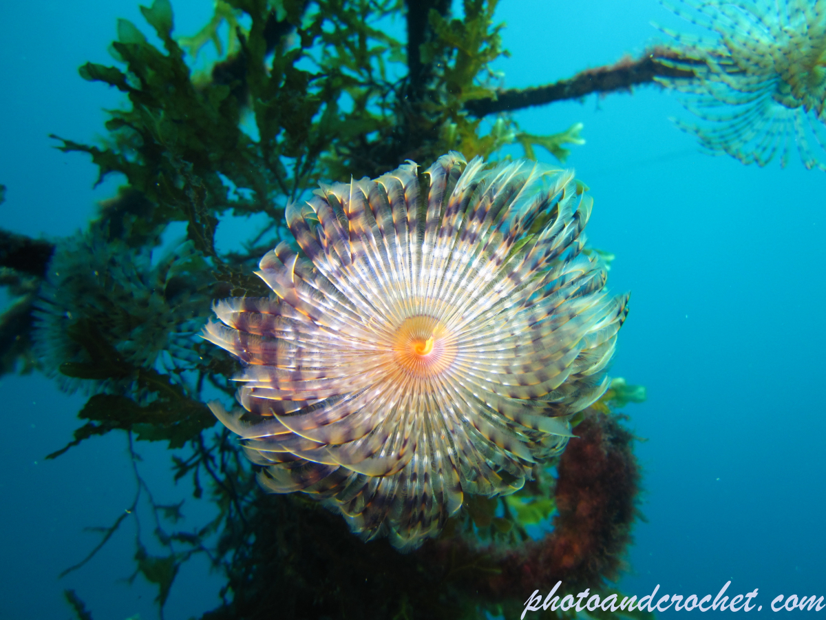 Peacock worm - Image