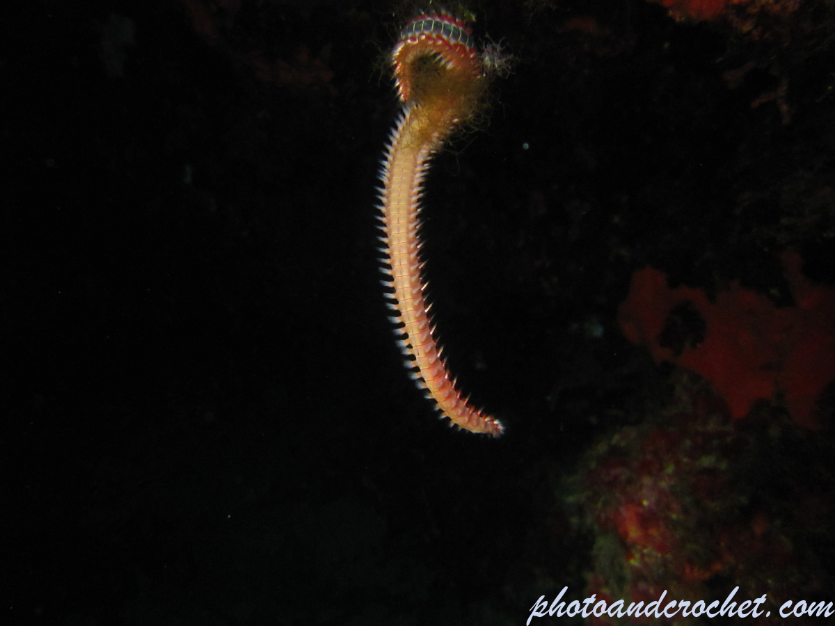Bearded Fire Worm - Image