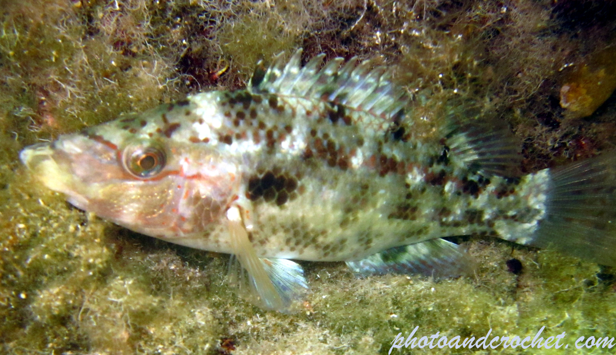 Cuckoo Wrasse - Image