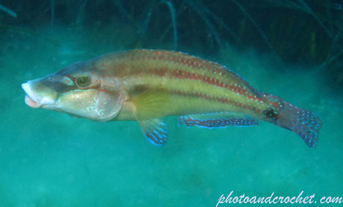 Cuckoo Wrasse - Image