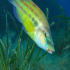 Cuckoo Wrasse - Labrus bimaculatus - on the food