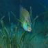 Cuckoo Wrasse - Image