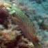 Peacock Wrasse - Image