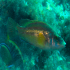 Cuckoo Wrasse - Image