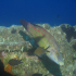 Cuckoo Wrasse - Image