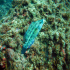 Cuckoo Wrasse - Image