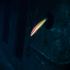 Rainbow Wrasse - Image