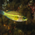 Cuckoo Wrasse - Image