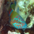Ornate wrasse - lmage