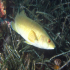 Green wrasse - Image