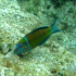 Ornate wrasse - Image