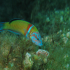 Ornate wrasse - Image