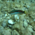 Rainbow Wrasse - Image