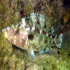 Cuckoo Wrasse - Image