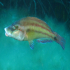 Cuckoo Wrasse - Image