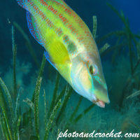 Wrasse