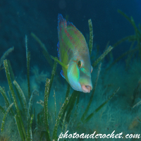 Cuckoo Wrasse - Image