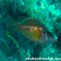 Cuckoo Wrasse - Image
