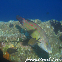 Wrasse